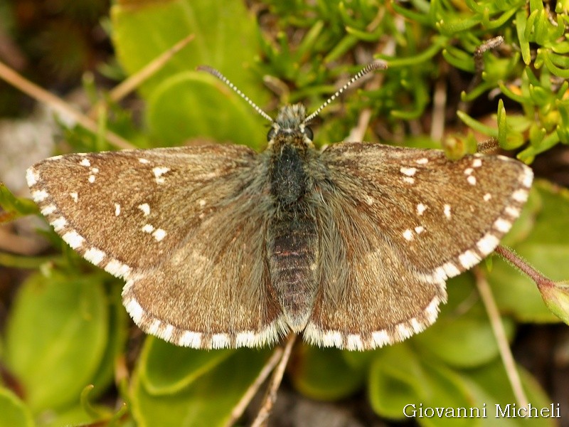 Pyrgus carlinae?  S, femmina